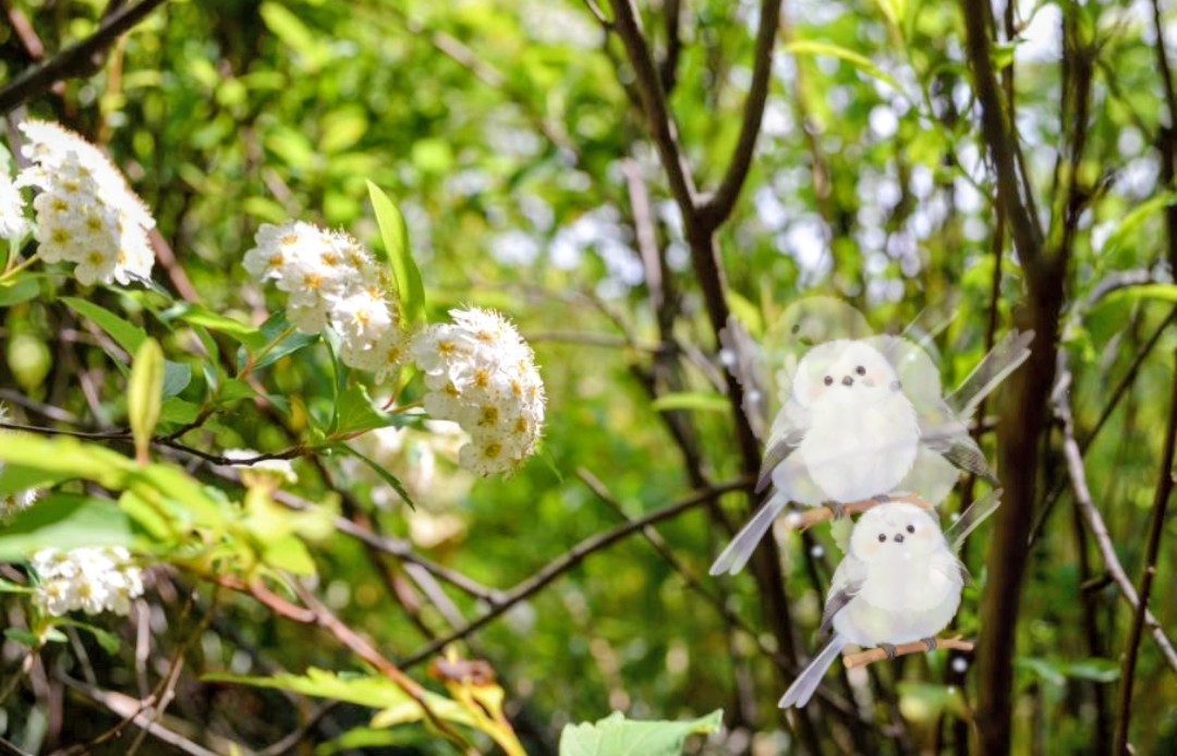 ミカキモリ ᙏ̤̫io·̩͙𓈒𓂂