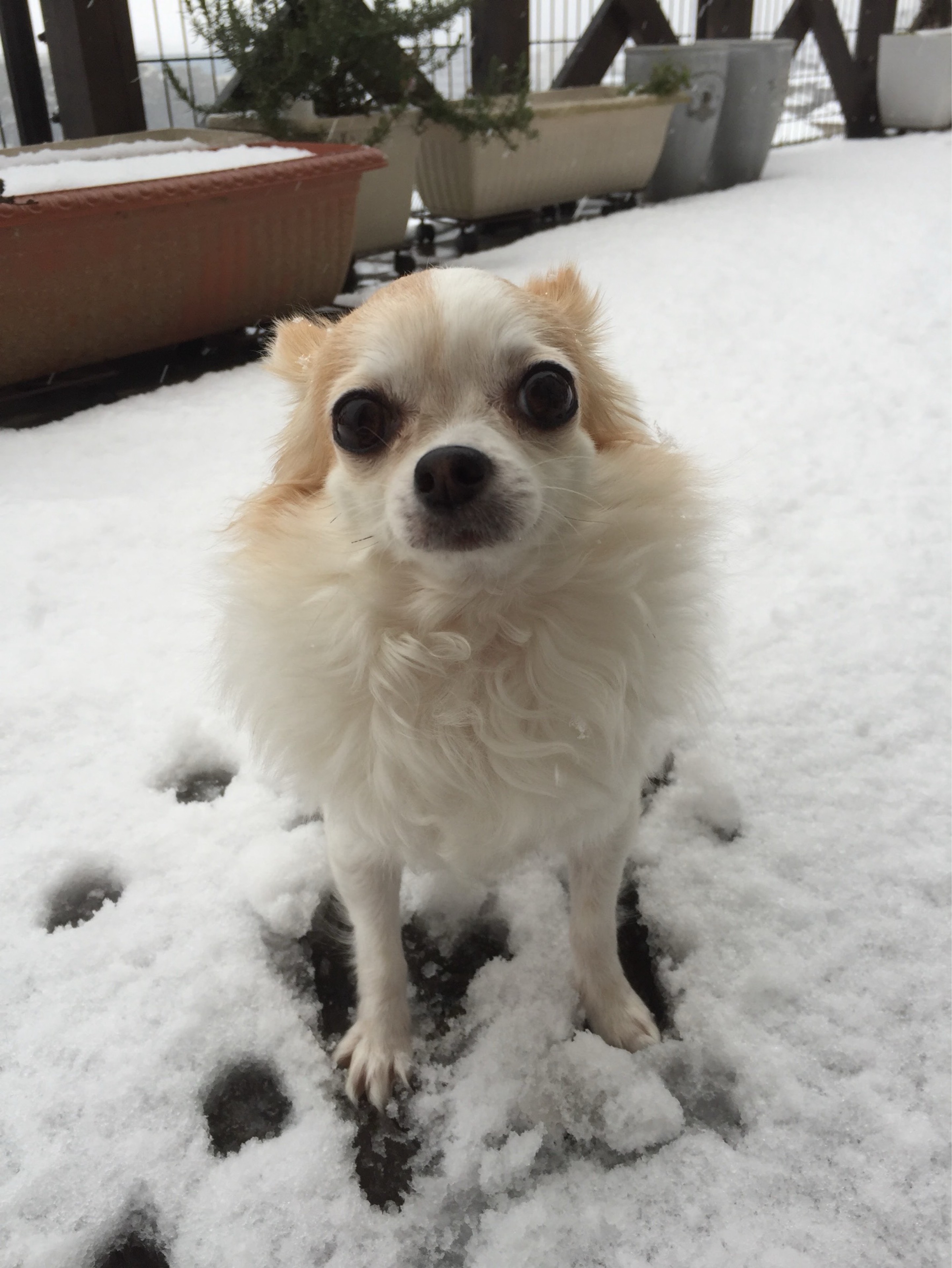 カシス ẗ̤⚓︎