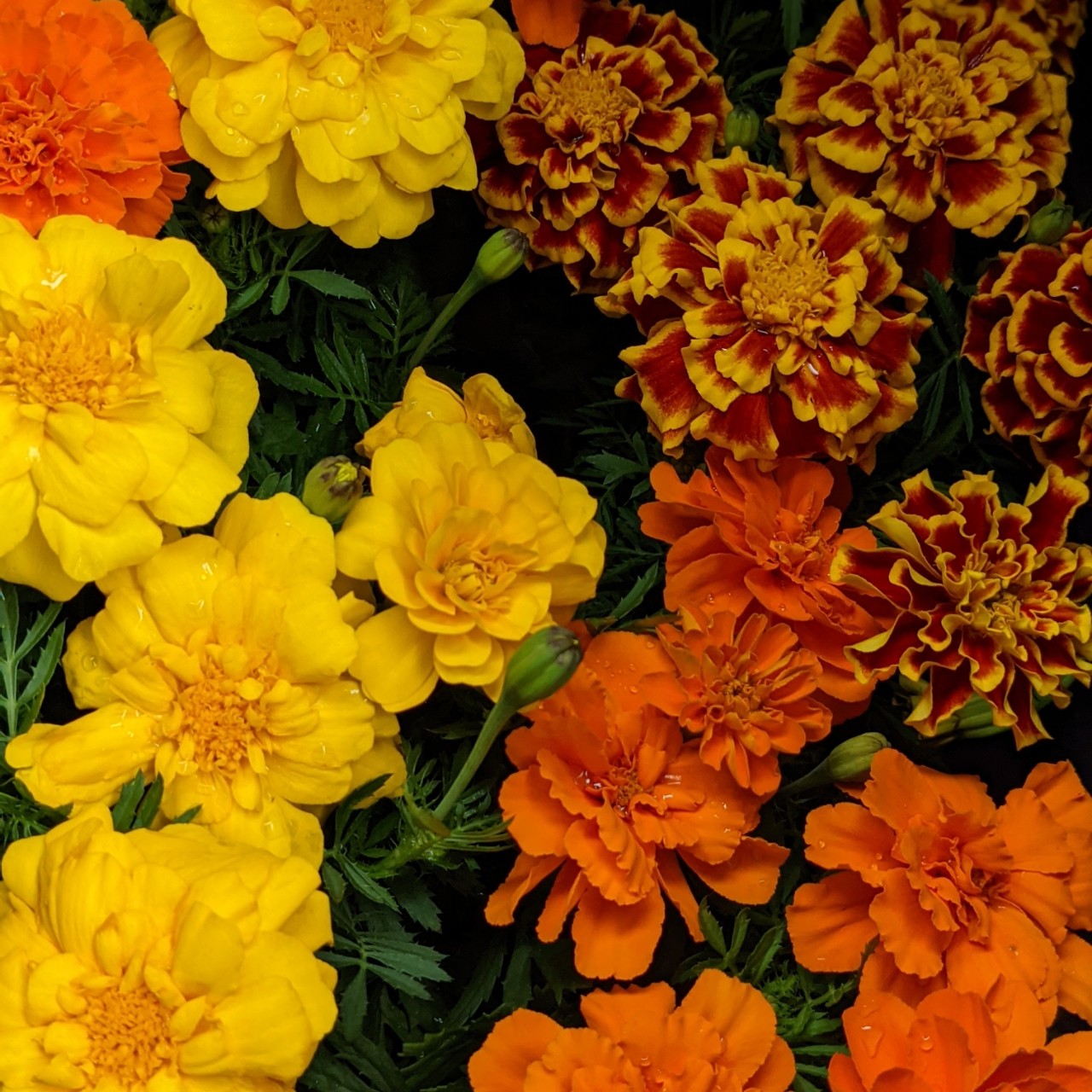 𖤣𖥧𝕃𝕦𝕟𝕒𖦞𓏲𓎨