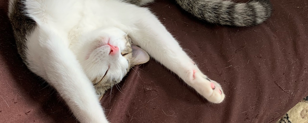 ︎︎☁😼八雲︎︎