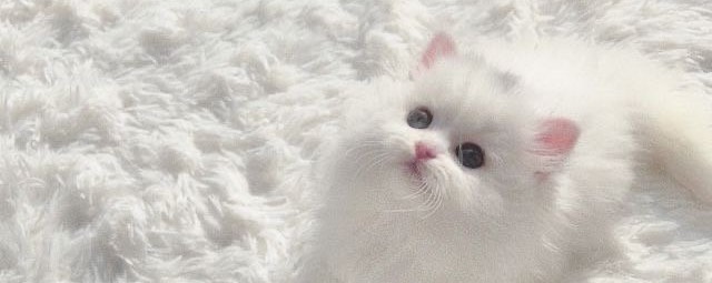 おもち