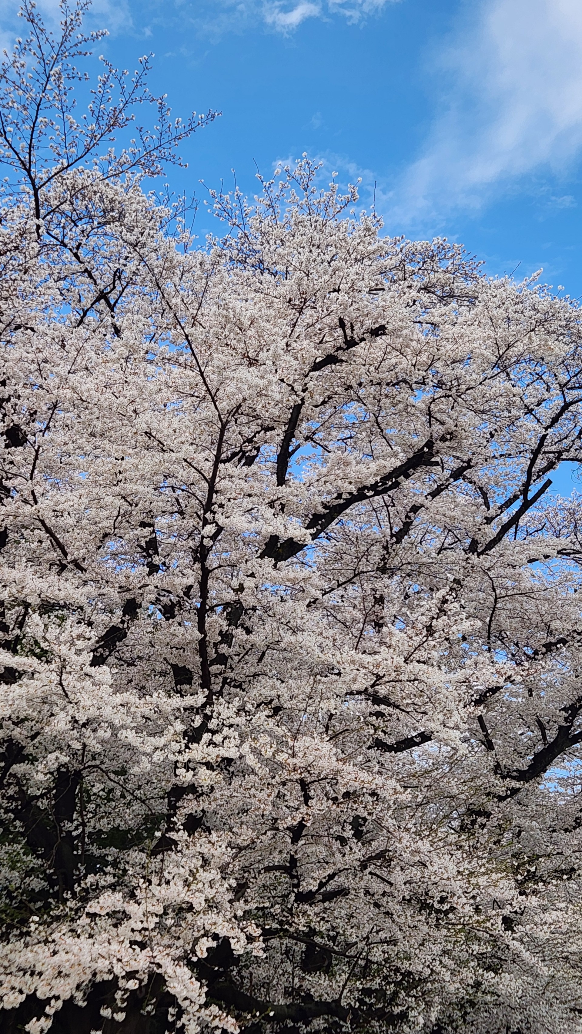 シレッと～んʚ❥̆