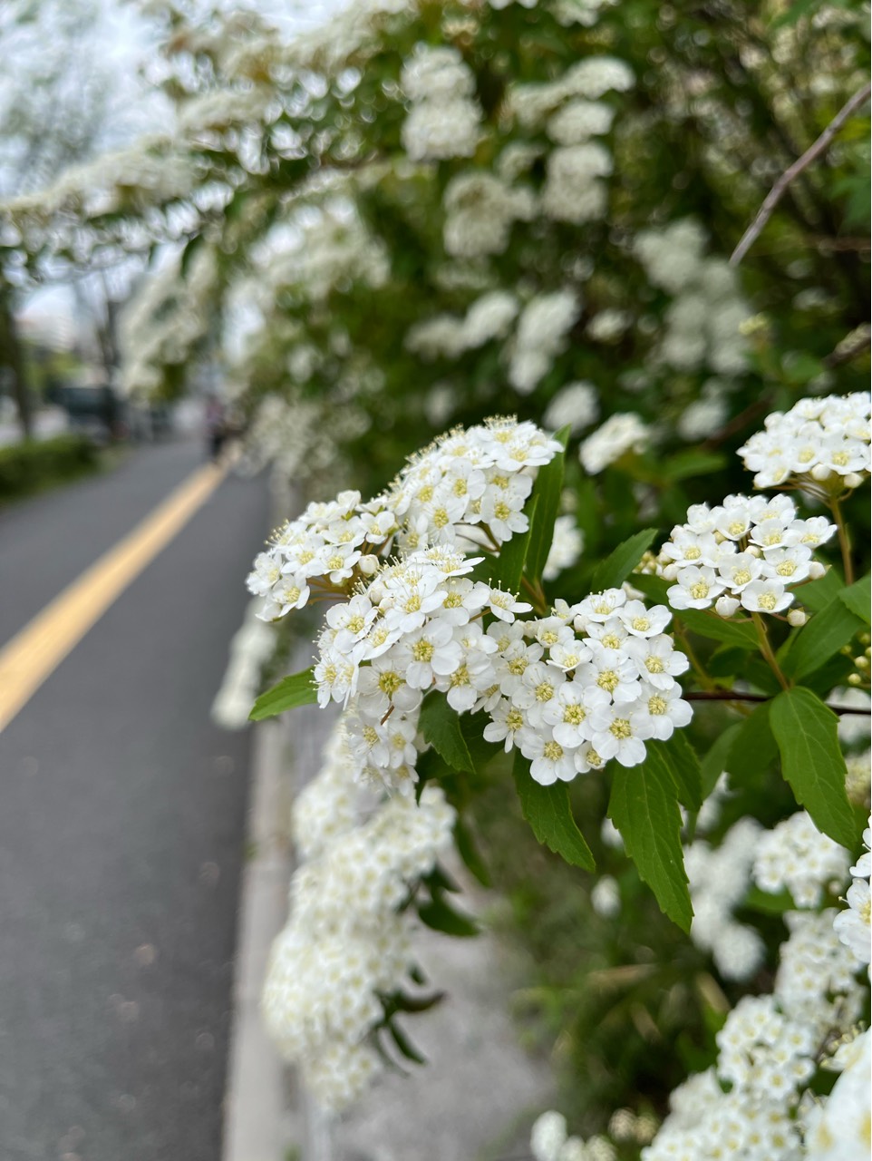 ポニョザウルス🦖🗽