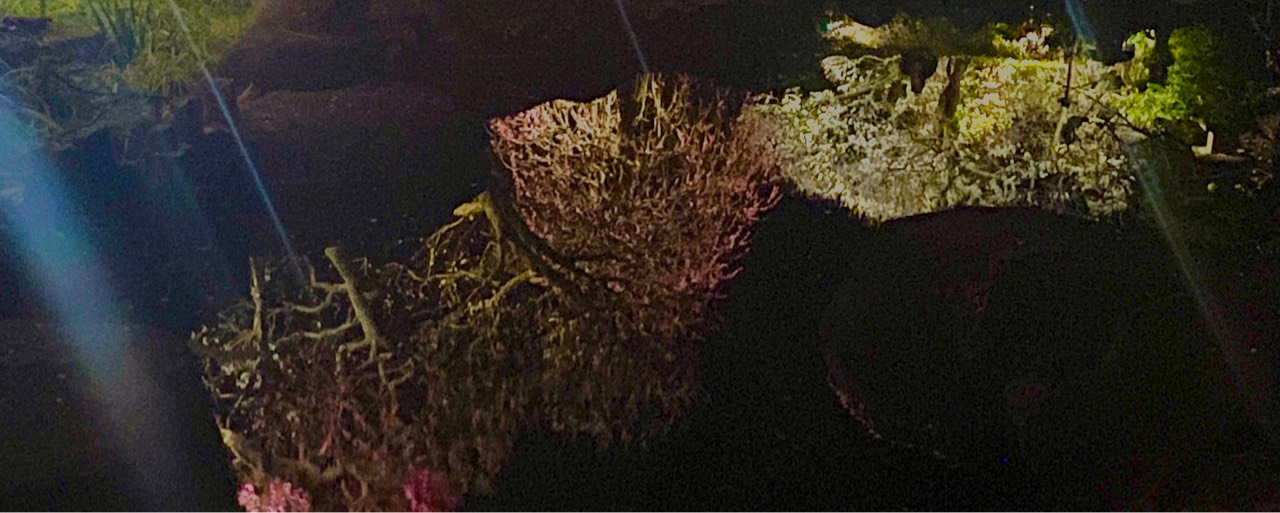 いか🦑🤿💻6.3k