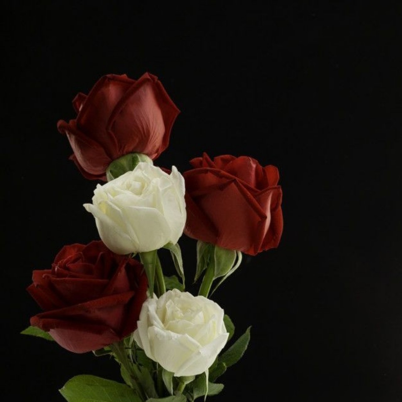 🦉シン墨者〈ﾎﾞｸｼｬ〉