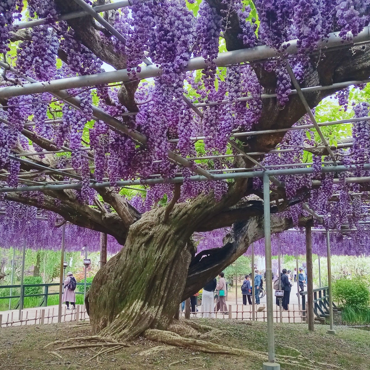 klutz☕¨̮(クラッツ)