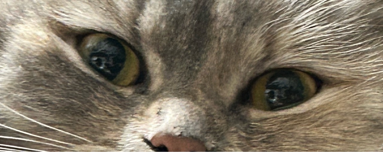 消しゴム〖咳〗