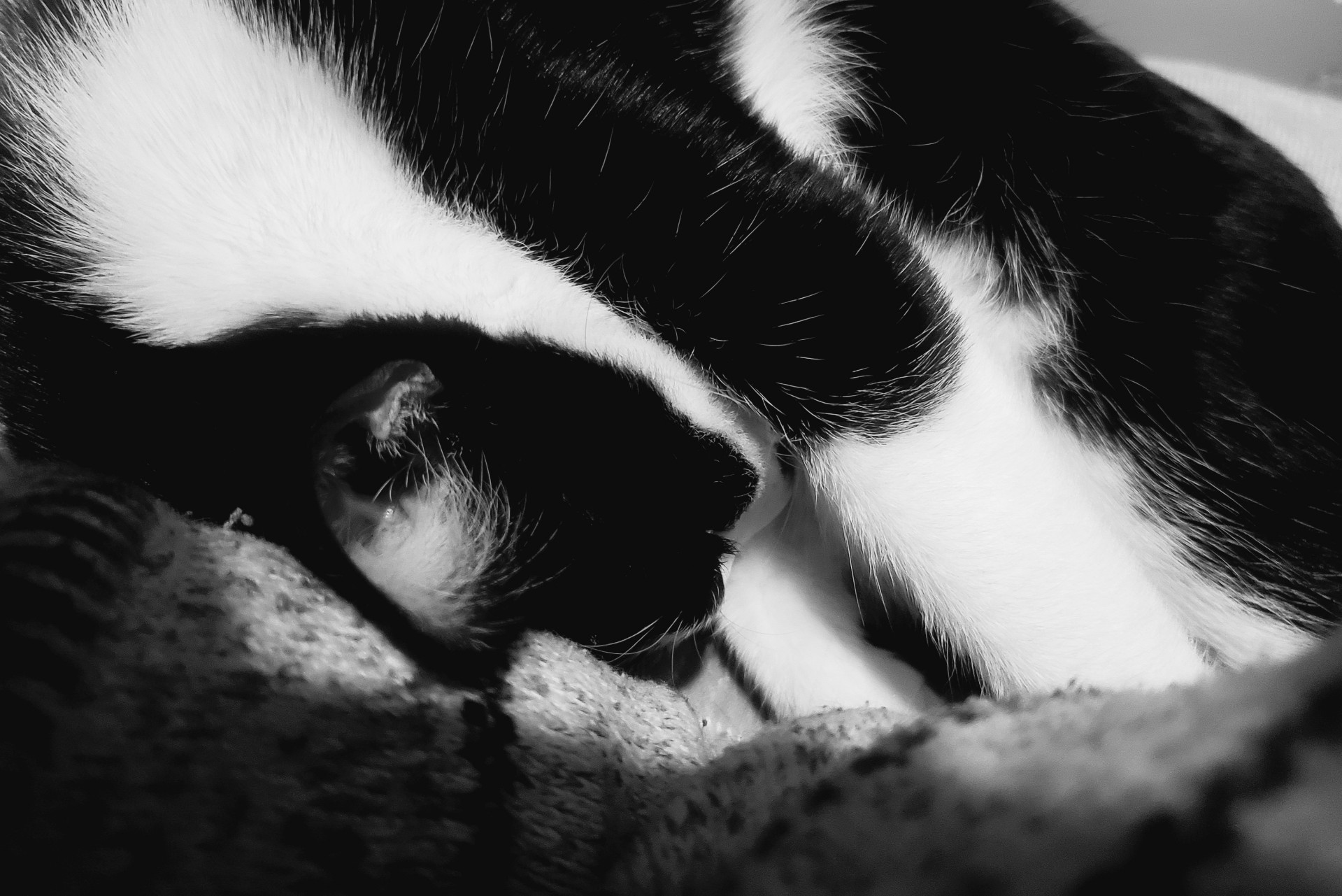 休須↓(^_   ̫  _ ̥ ^)੭