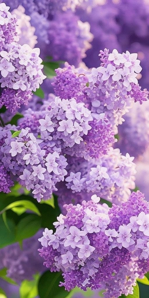 あすか🌸