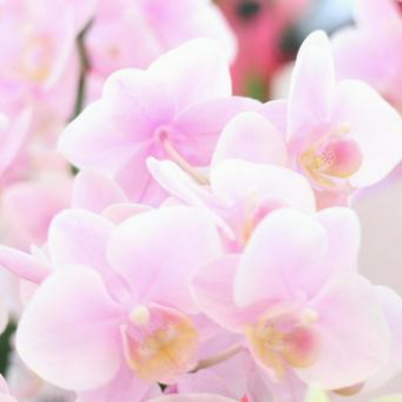 💞舞𝓖ᵕ̈𖧧🌴