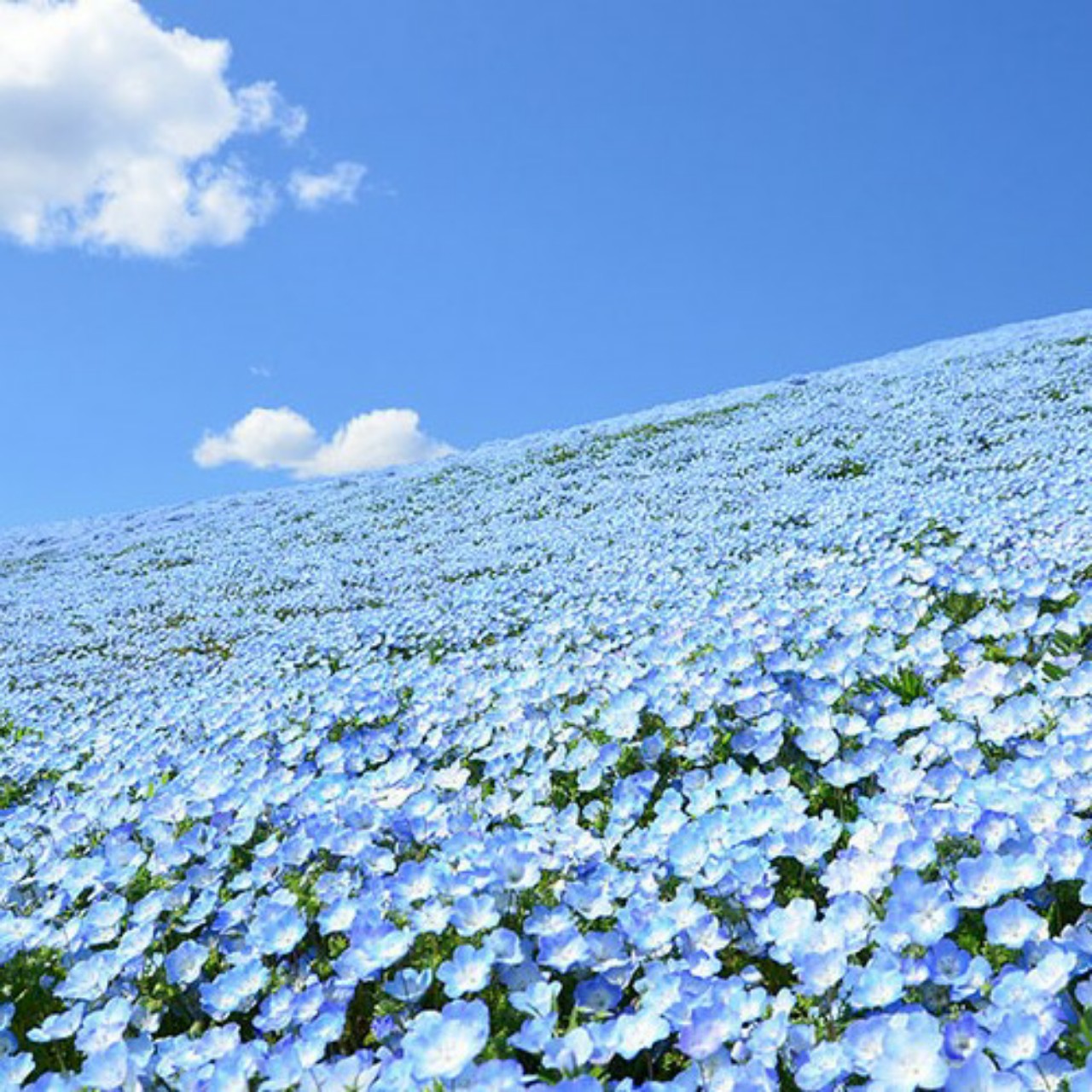 ひまくん üᴿ🌸∞ღ*