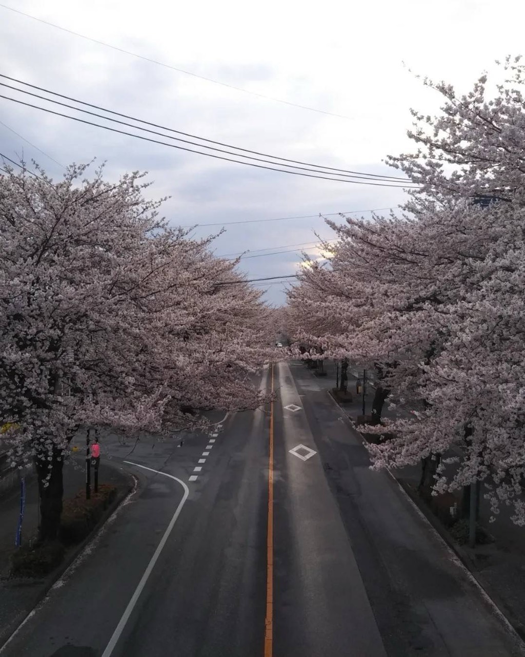 🦮みどり🍺🦷🍤🦷🐼🎸