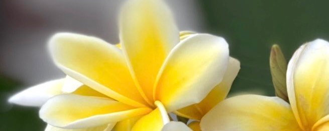 ぱうえる⑅◡̈️*