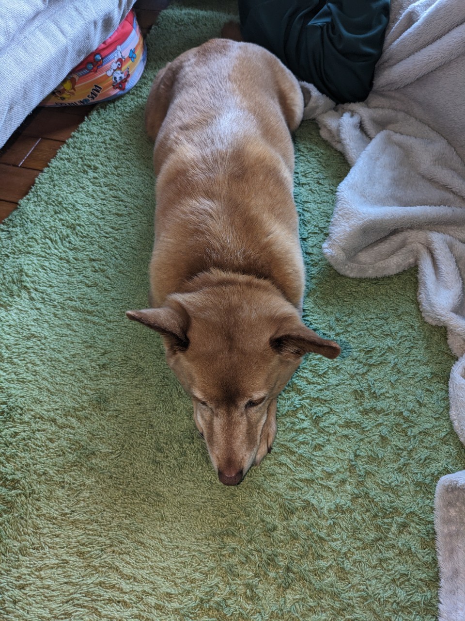 てつなり？楽🍏🐻‍❄️姉パラ