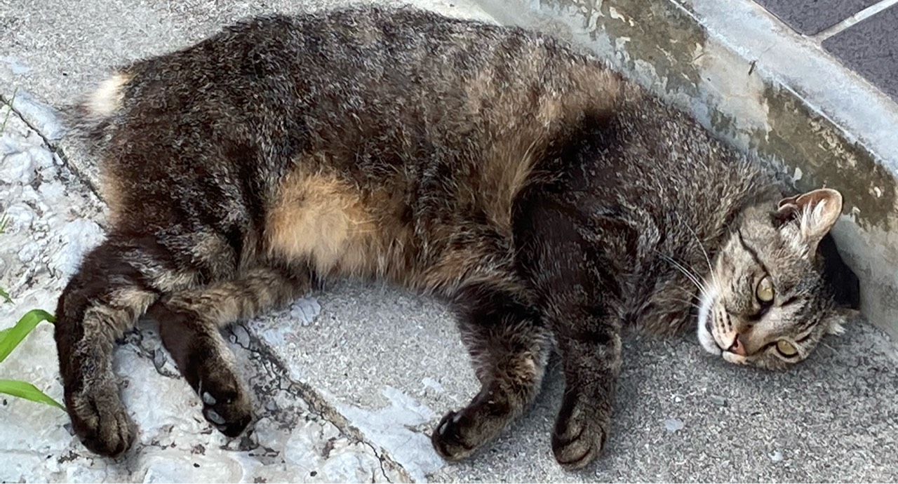 𝕋𝕒𝕜𝕦𝕞𝕦