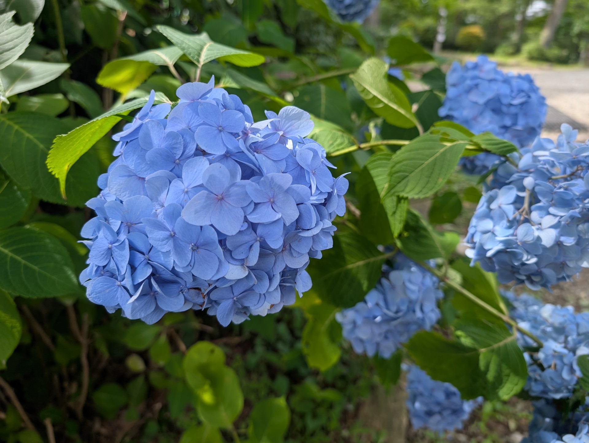 秋雨らと.