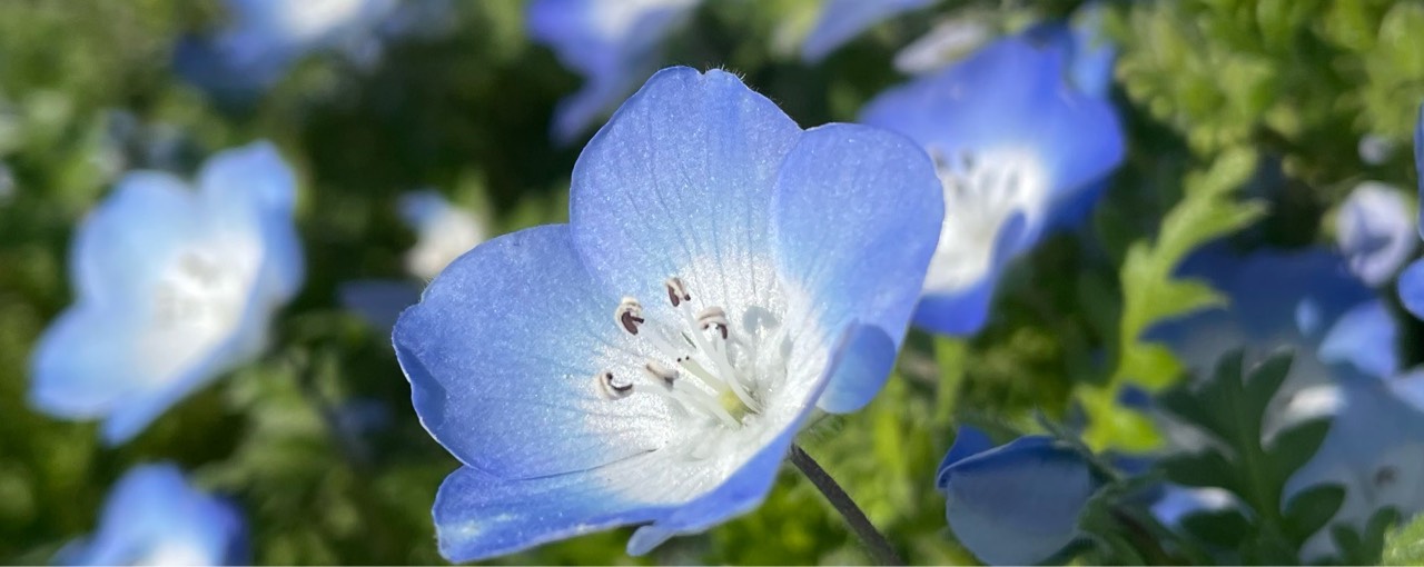 えみなぽたん(ｷﾋﾄｳ)