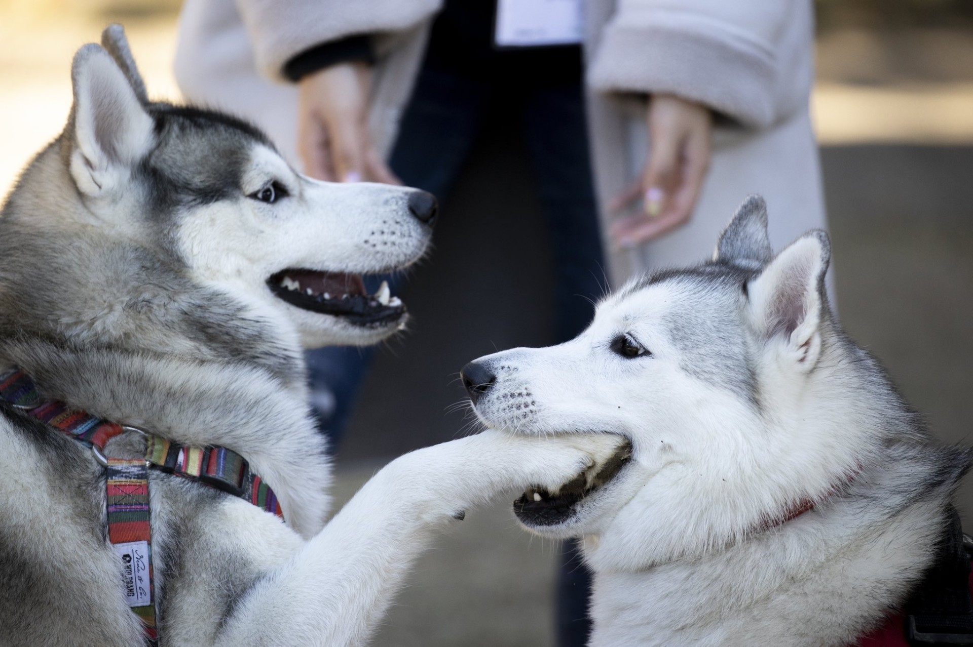 ë༒ꪔ 8 7 ꪔ༒ᨡ