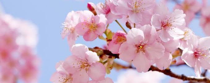 ‪𝕗𝕠𝕩✈︎♁