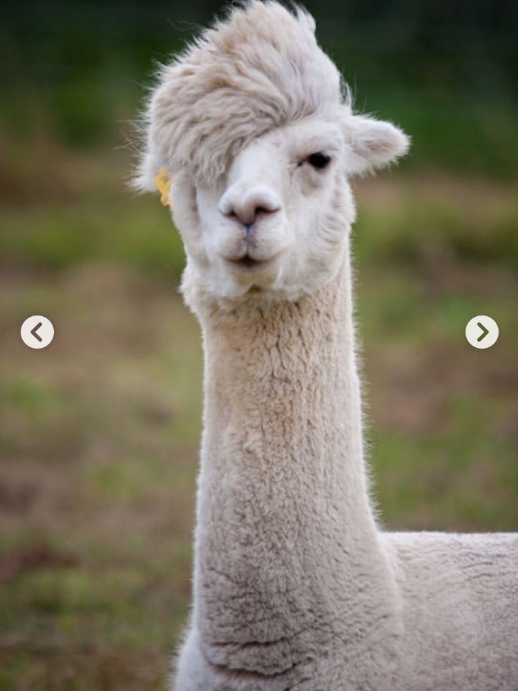 ラマ🦙
