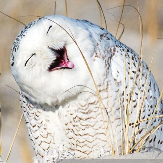 この梟は起こすなよ！(=∼=)