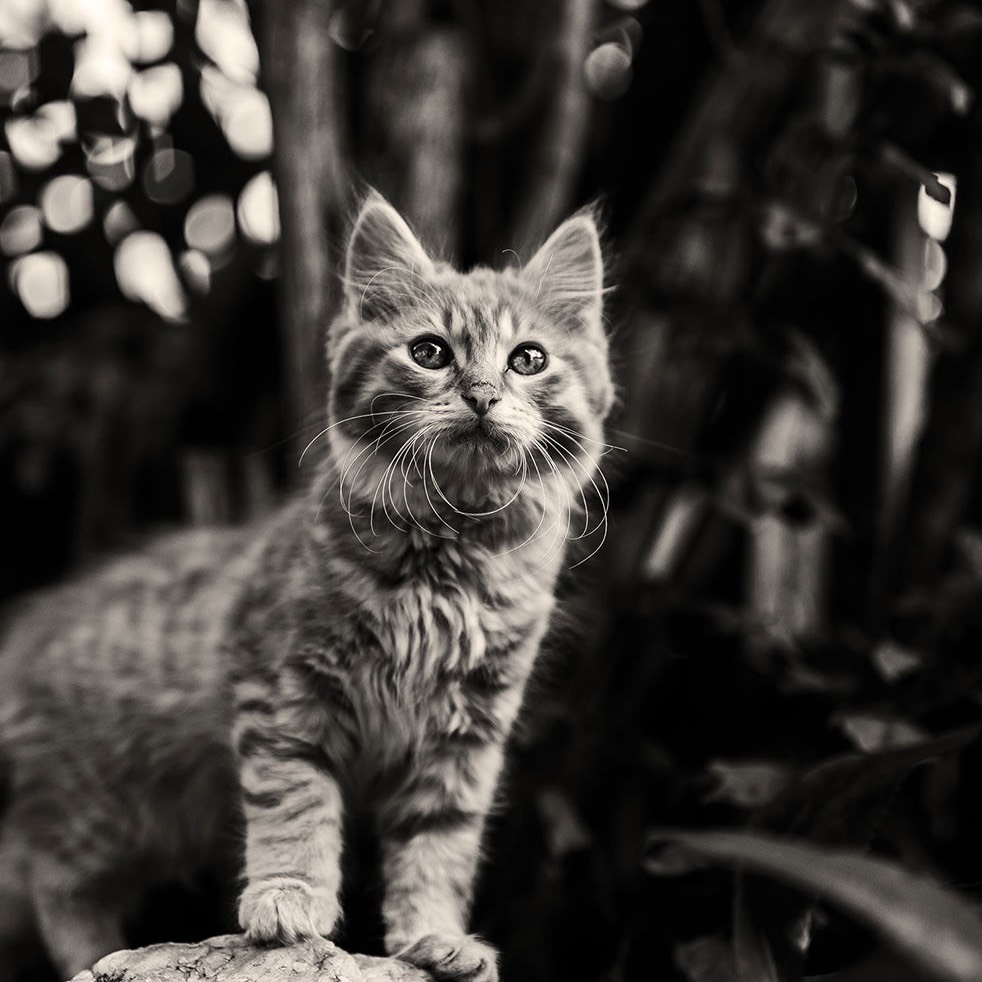 よく寝る猫🐱