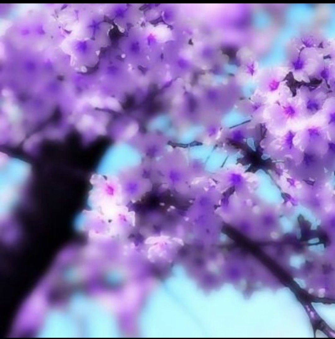 ☪︎❁⃘*.ﾟあず