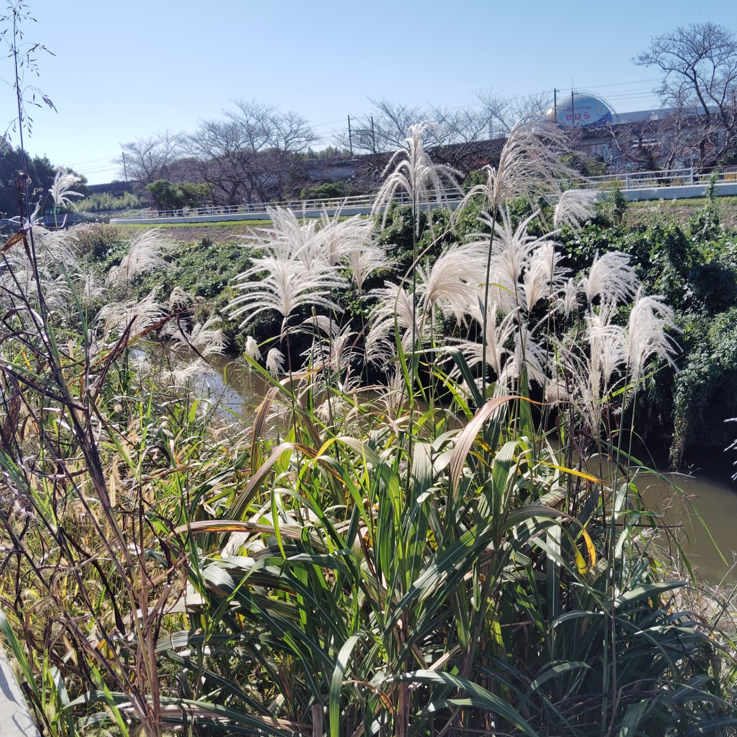 カシス＠ ドワーフ、コロポックル。