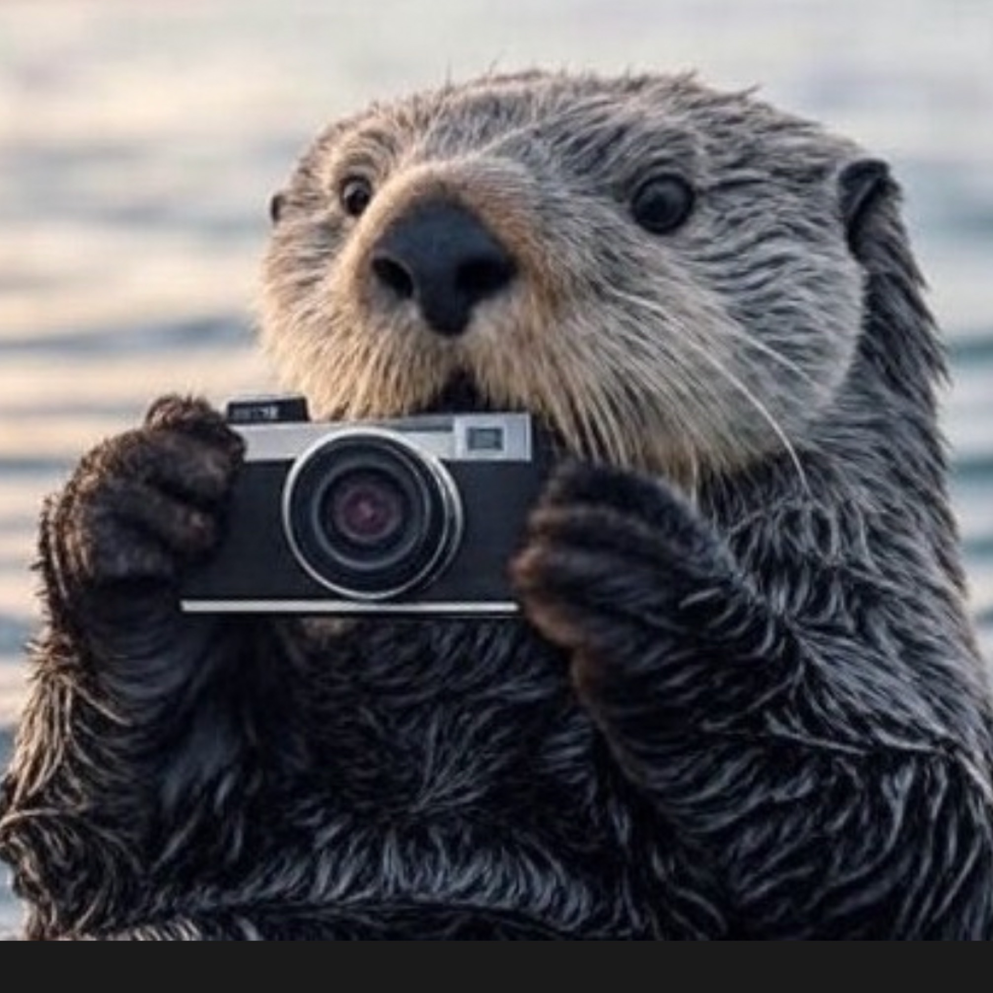 🦦どこぞのラッコ🦪(:3 🍋 ))