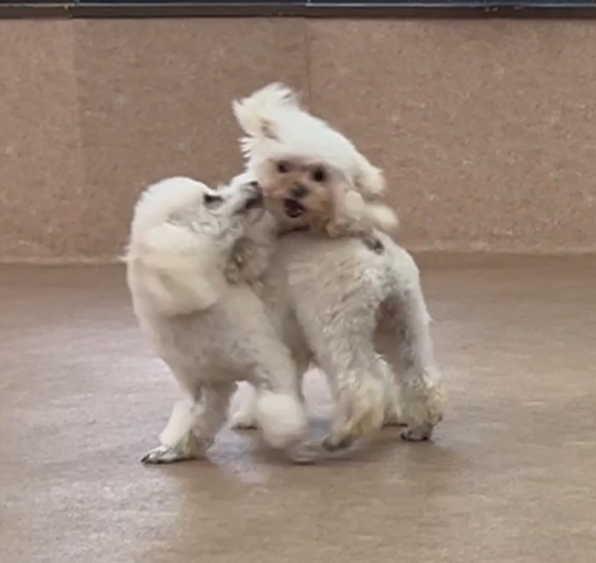 まーにゃ(いい子)