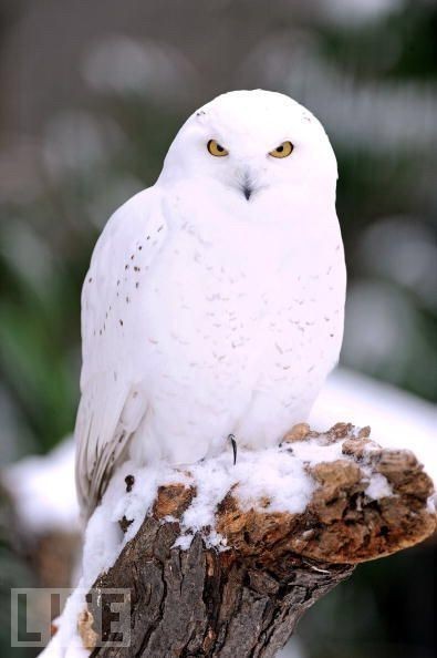 この梟は起こすなよ！(=∼=)