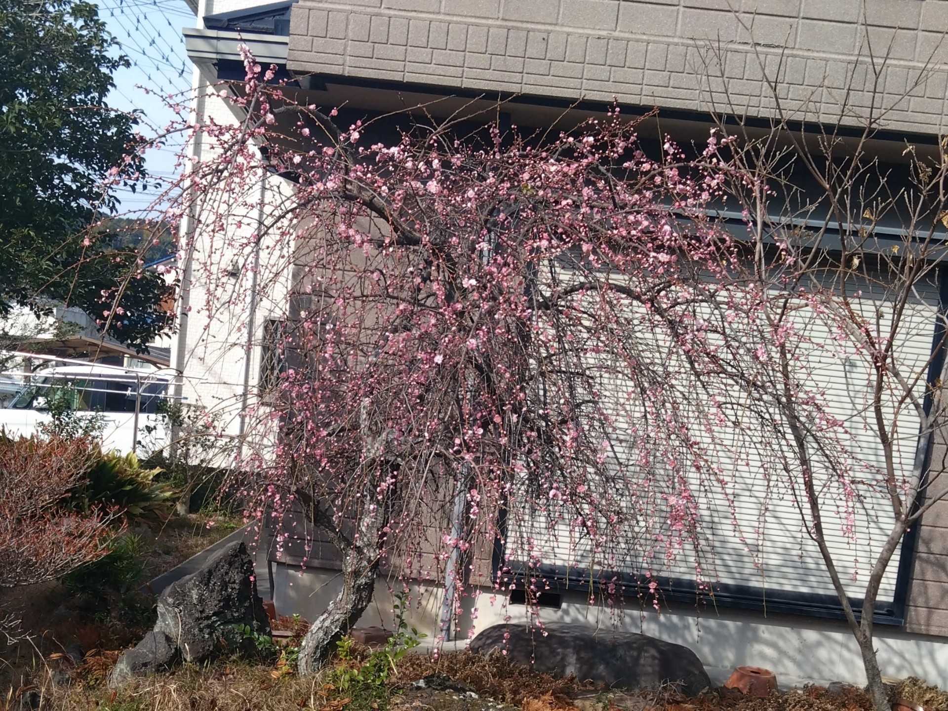 さわぴー＆しんや🪻