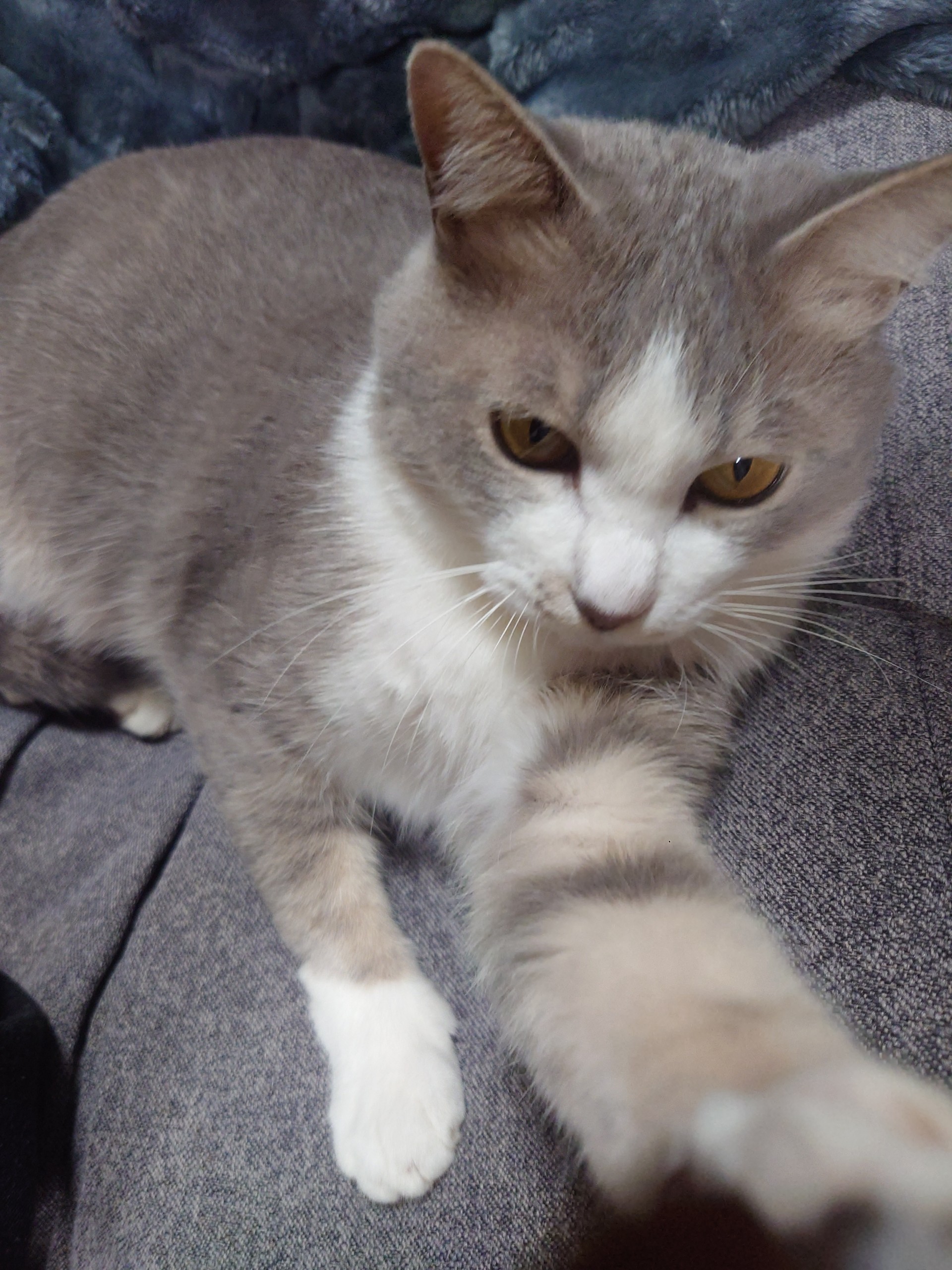 ฅ''🦒🐾宮🌸