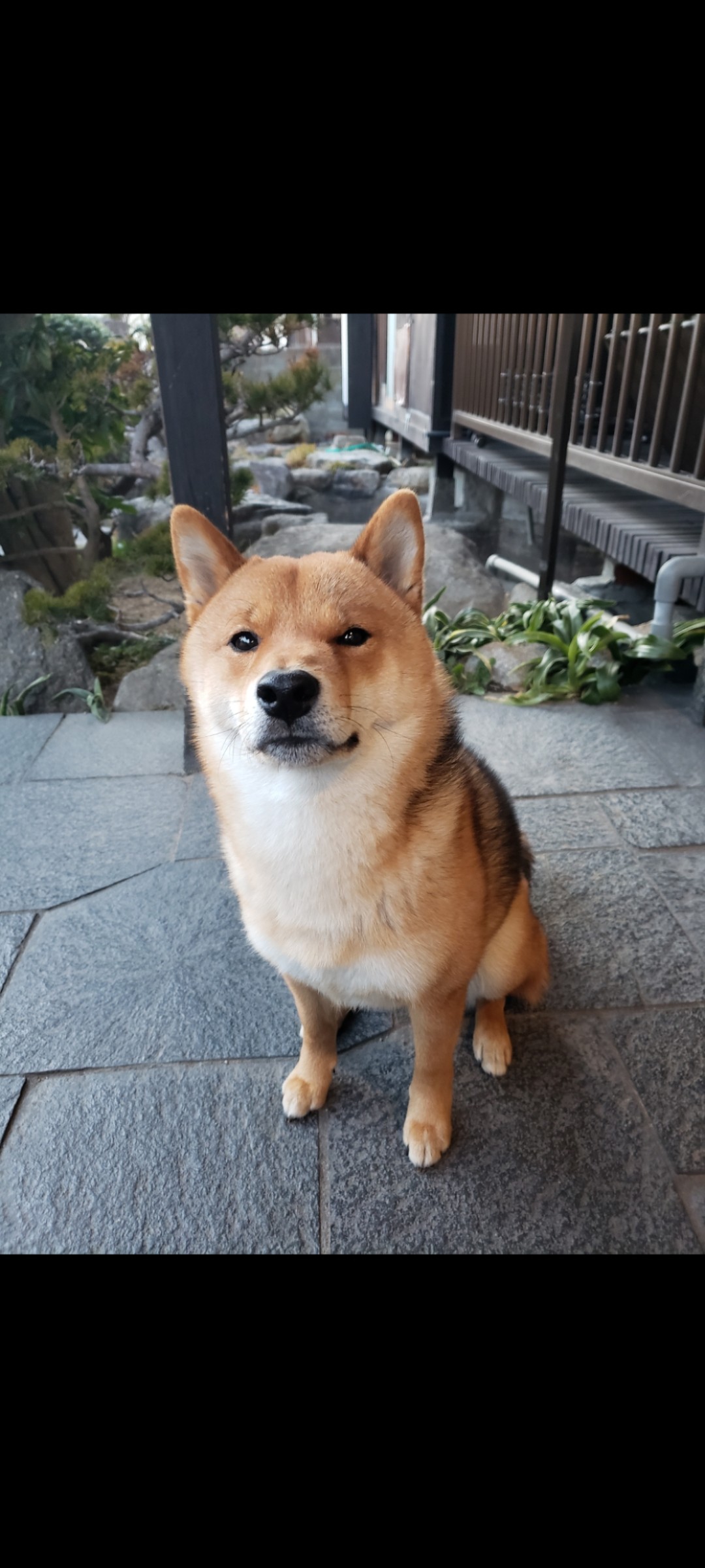 ホムえもん