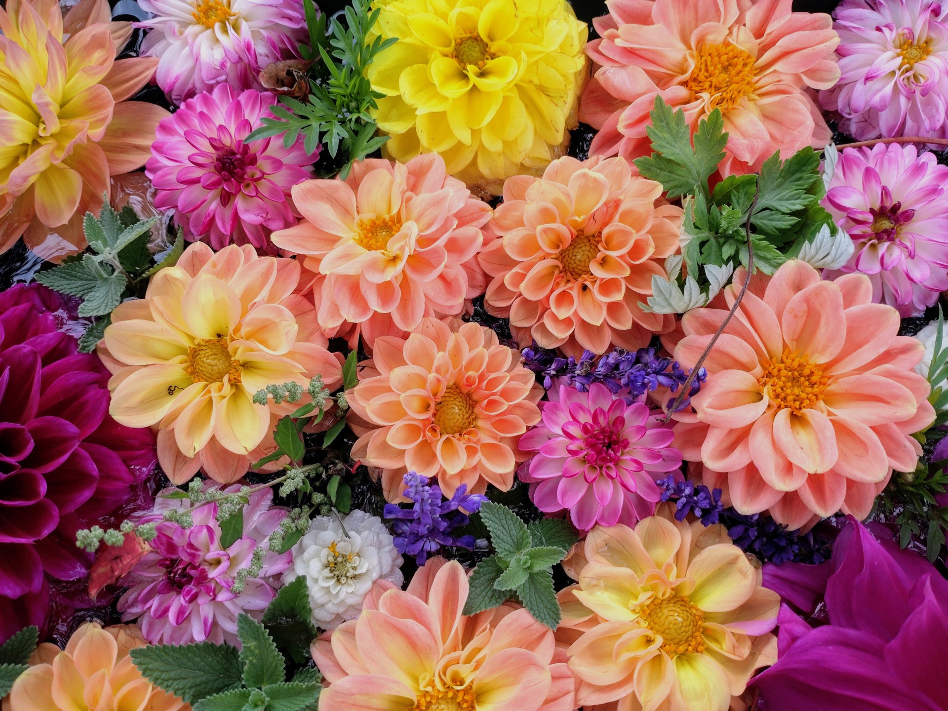 🎵笛吹き小春🎶心に🪔燈を送りたい