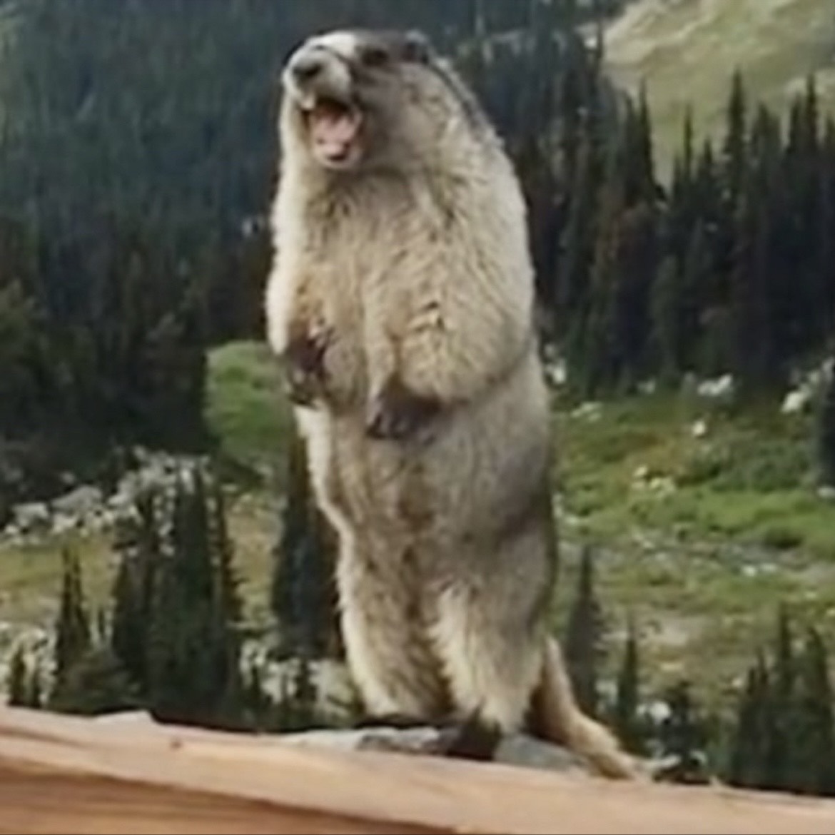 ⚤坂上       田麻呂麻呂⸒