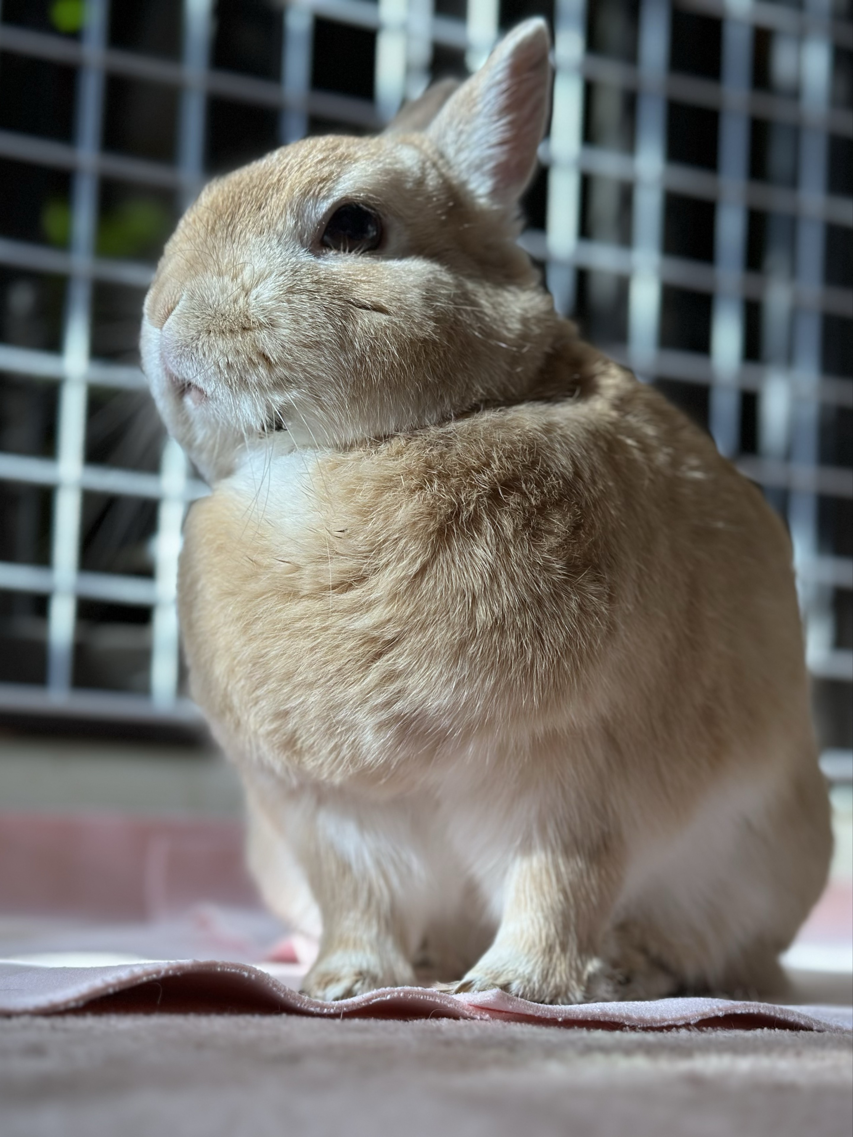 うさぎのじょぬ☪︎･. 🍤🦐
