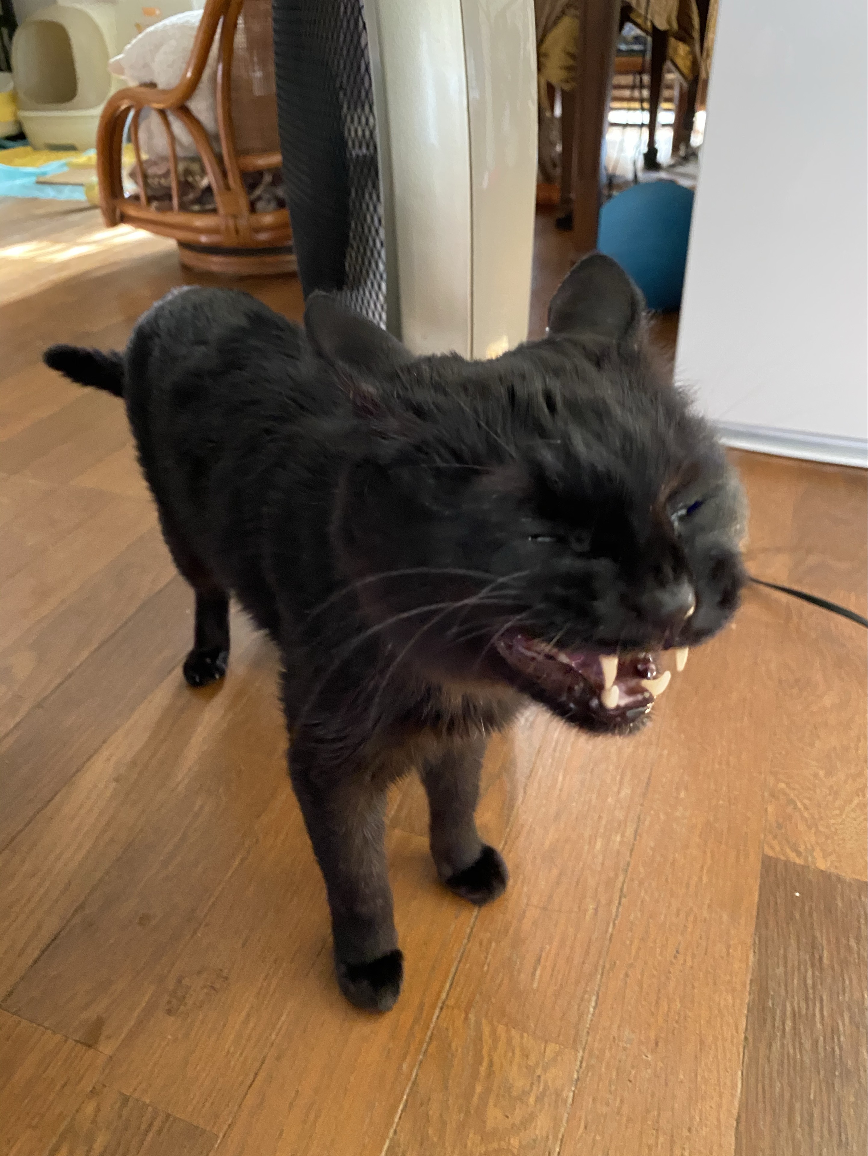 MIACOffee☕️月詠🌕📚