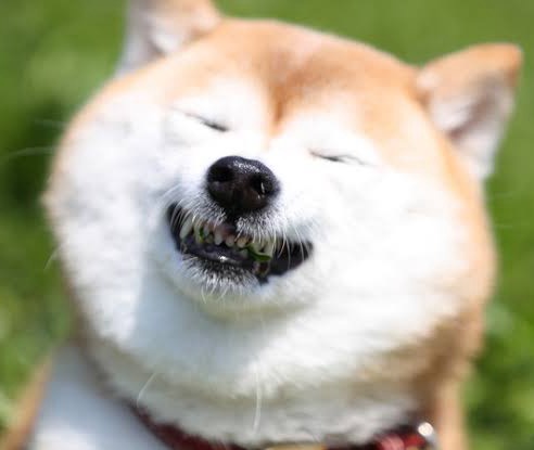 いっぬ