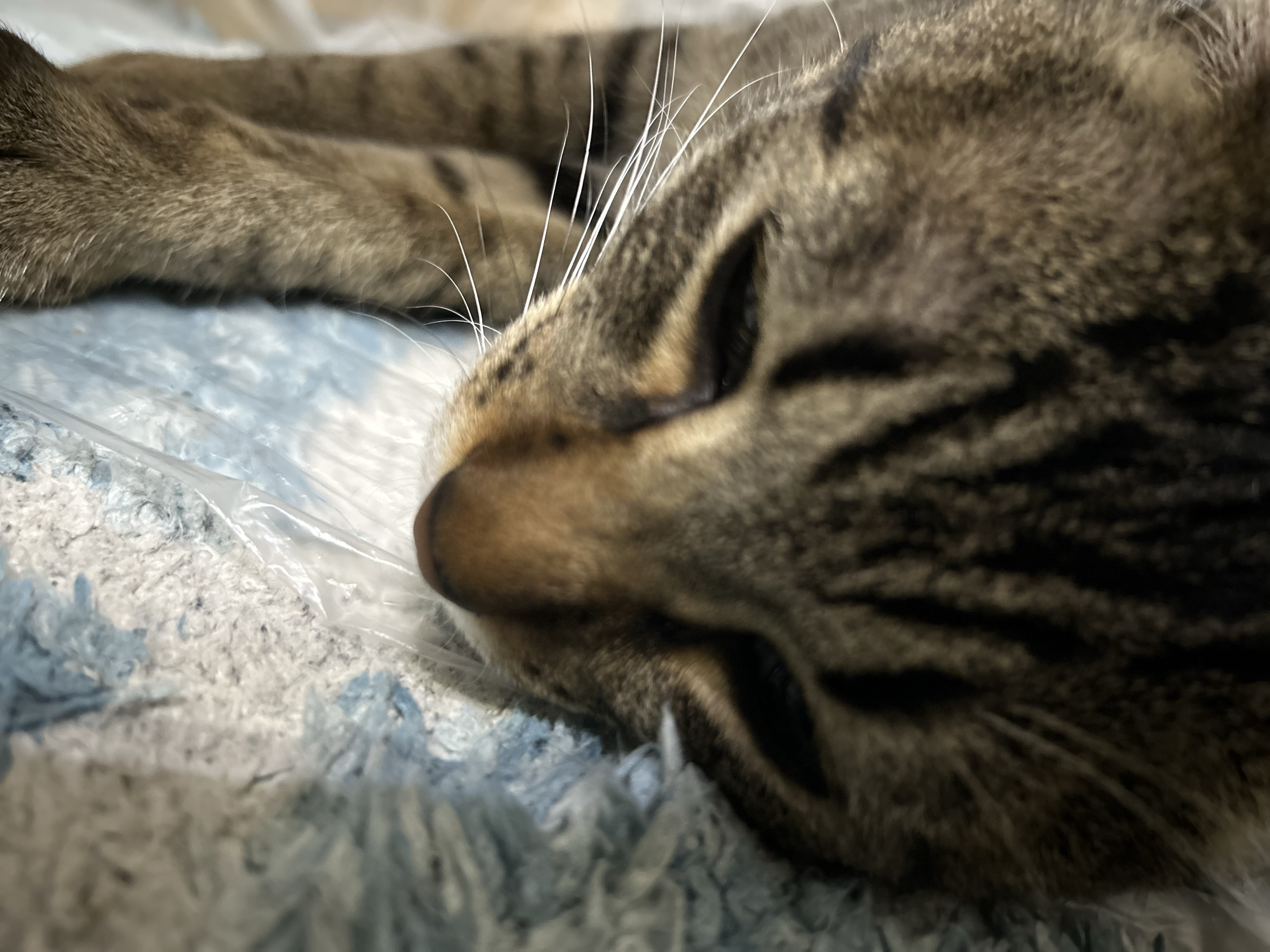 まいちʕ·ᴥ·ʔ☪