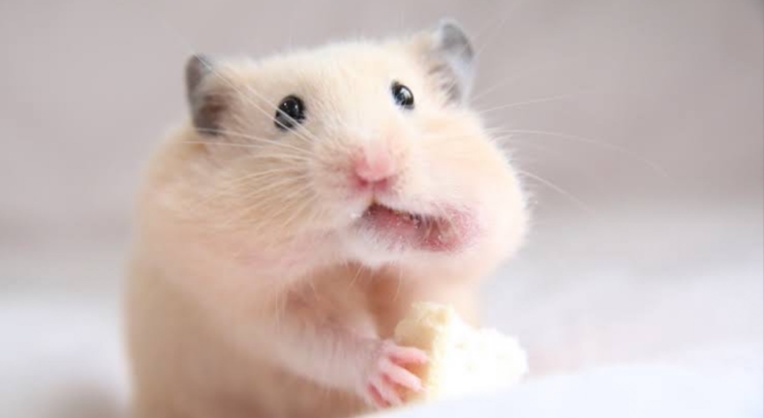 メウチャン