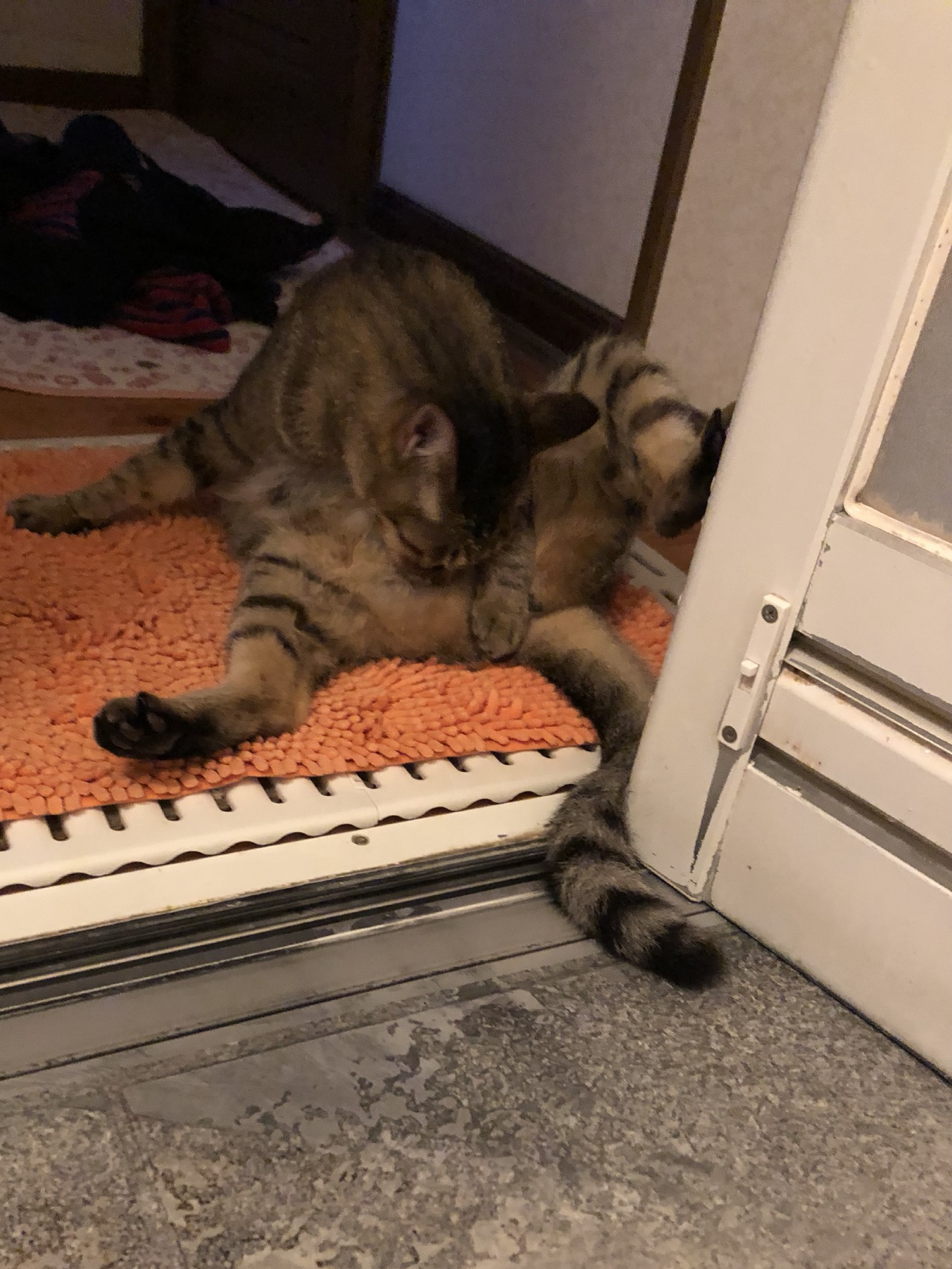 🦩🗿まなﾐﾝｺﾞぐりt@ろ🐩💔