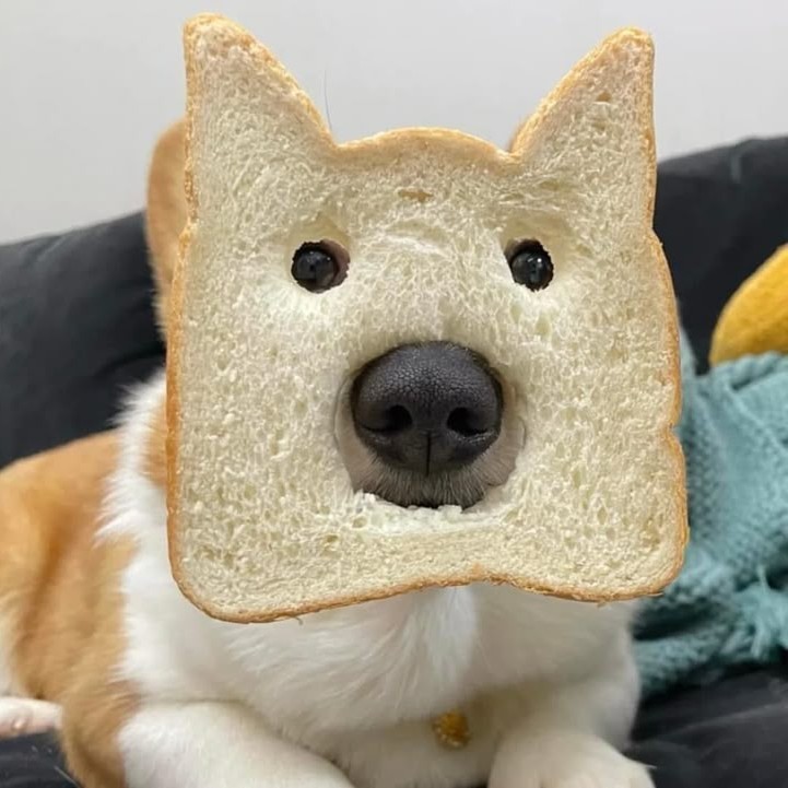 ʚ🐶ɞオカリナゴン太