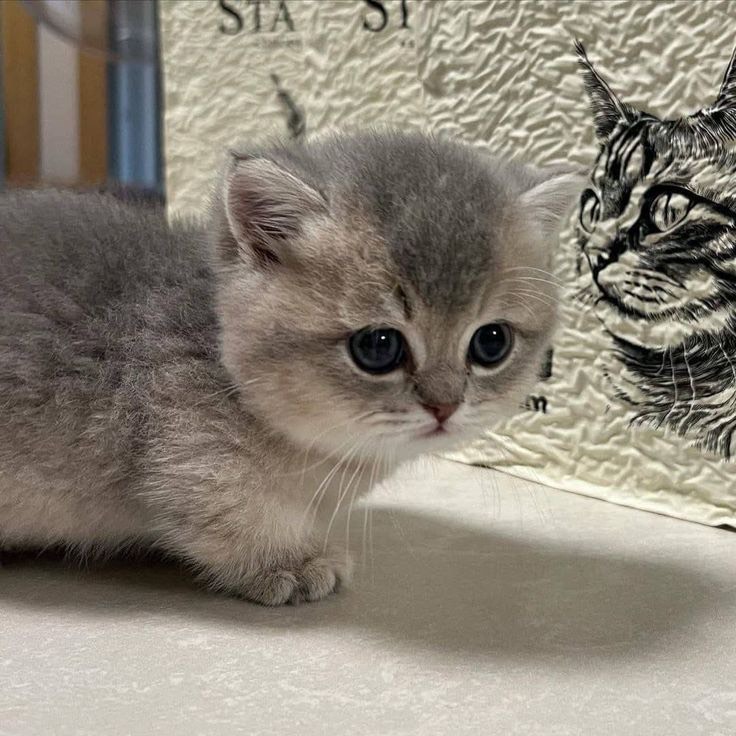 びび