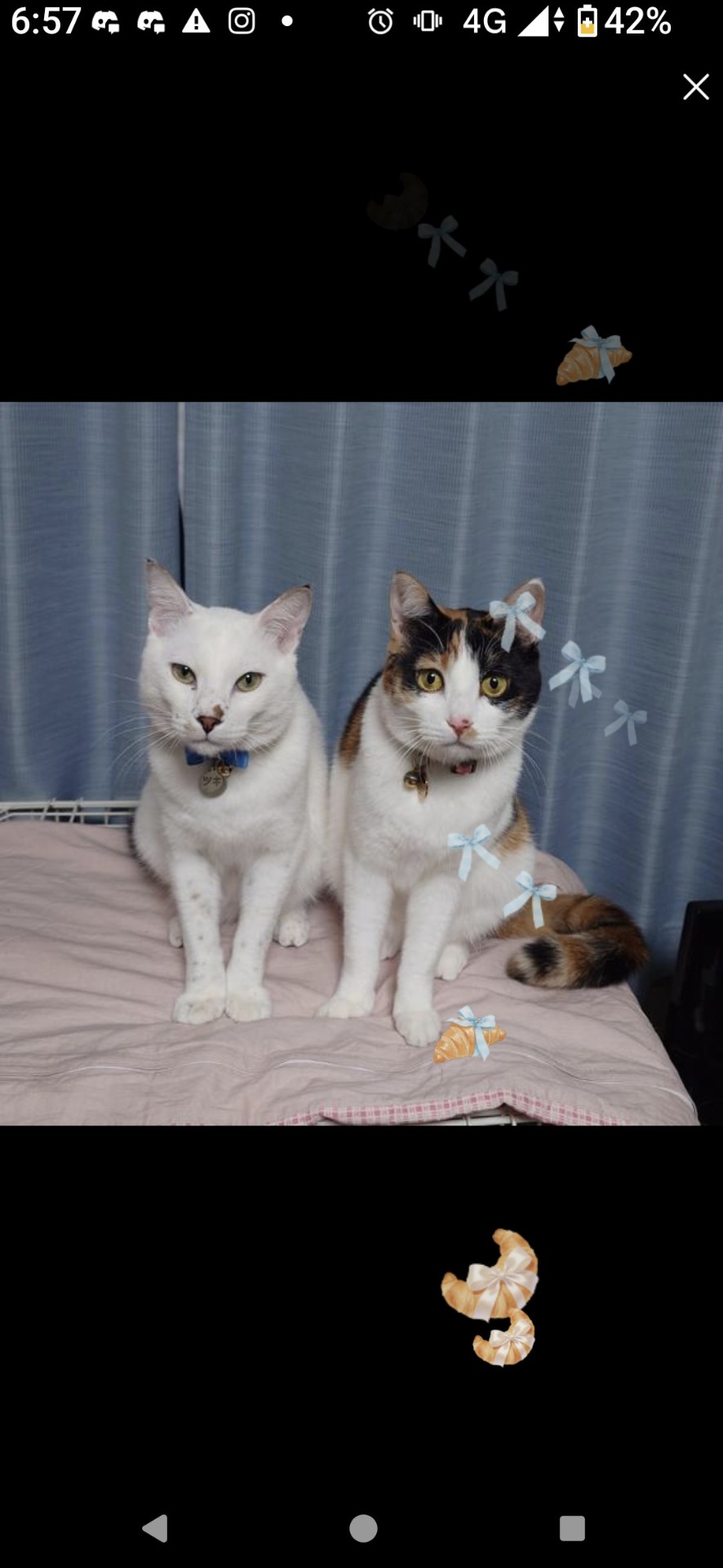 いるか@家事中 Y⃞̤̺*❅·̩͙🦈♪