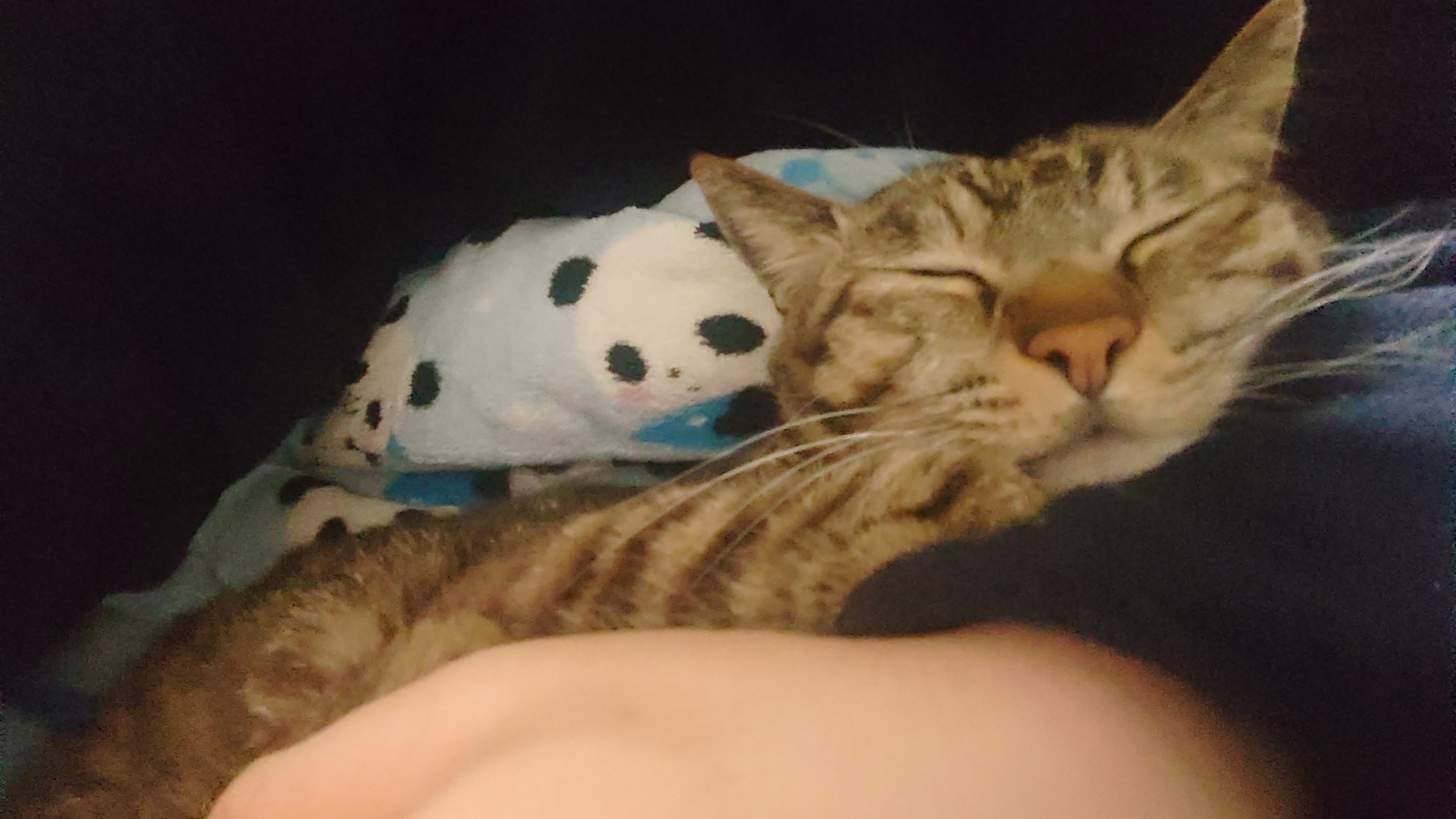 Kumaさん@ピアノ大好き🐻‍🎹