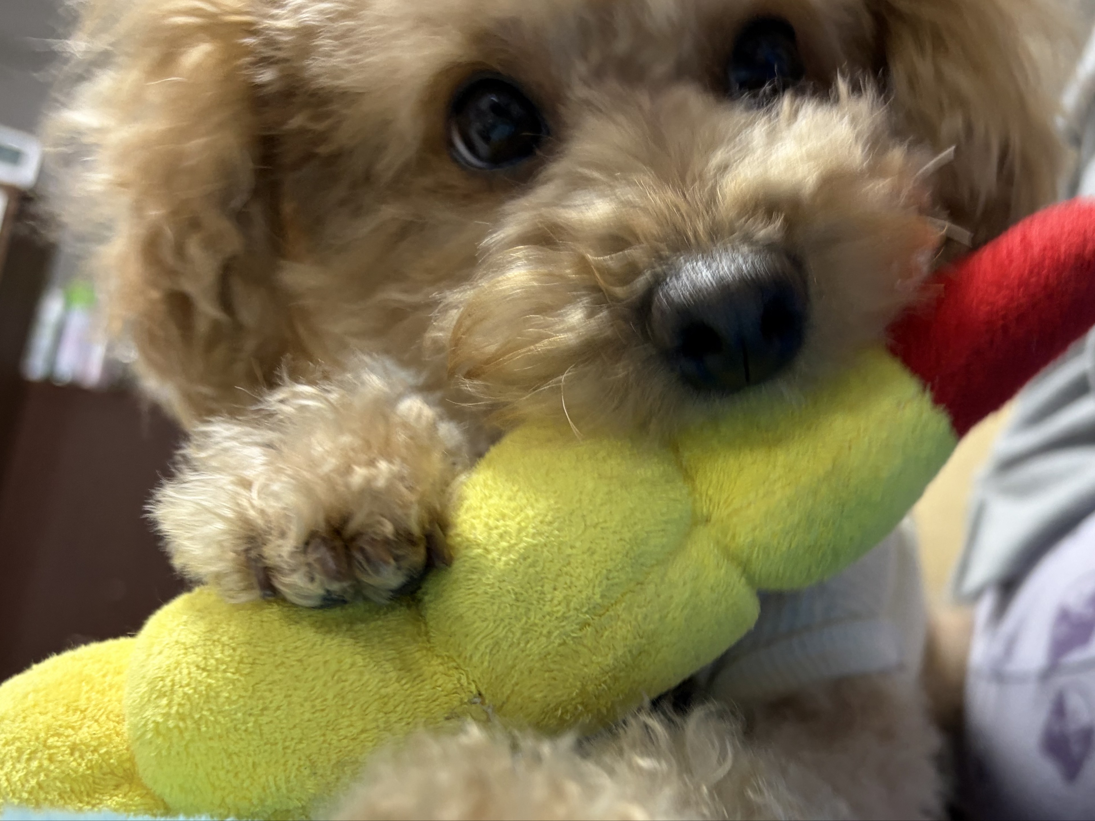 🃏アリス。🃏🎤🐧