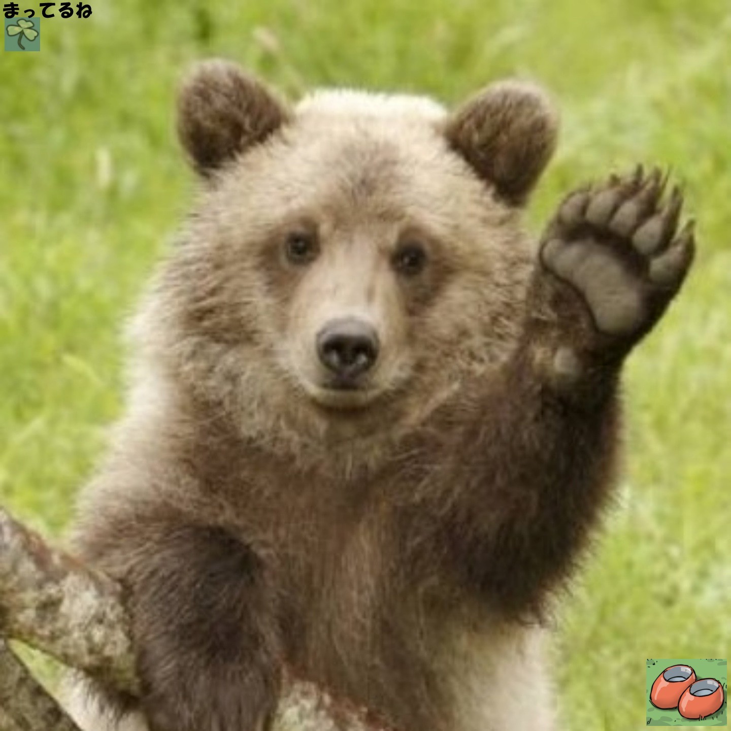 ´•ᴗ•` 犬ｯﾁ　゜₉₈₉₉🍓φ*ﾟ