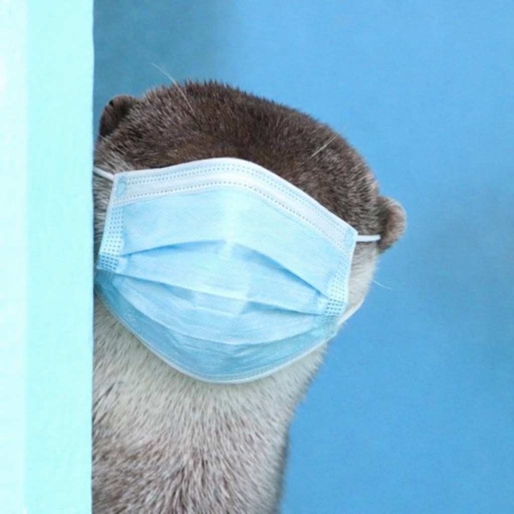 🍵しい🌹 ㍿ワイやで‪( ˙꒳​˙  )