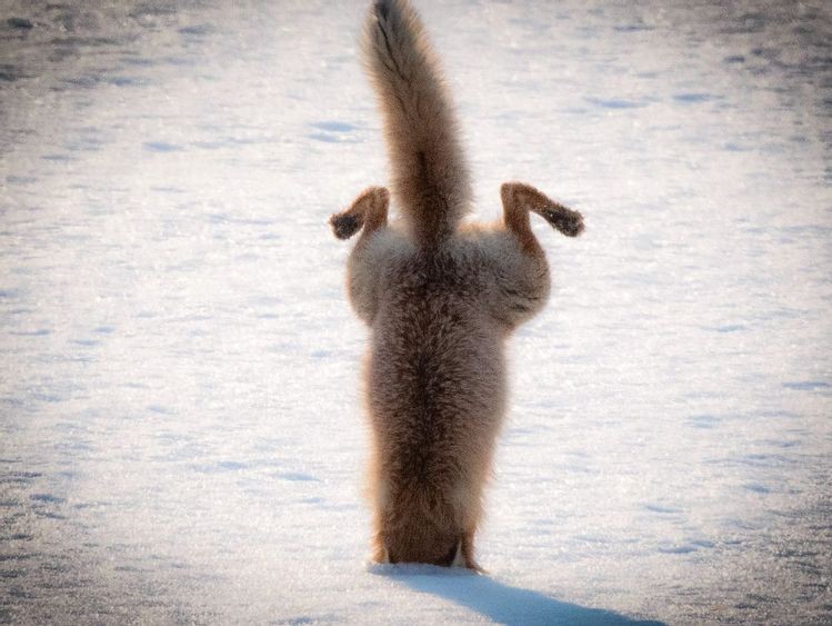 バンカー (⃔* ॑˘ ॑* )⃕↝